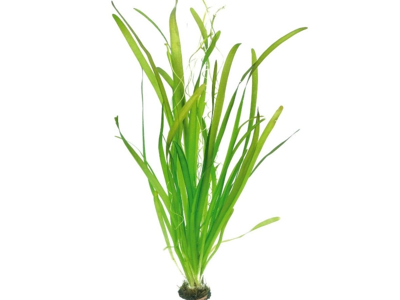 Vallisneria australis Gigantea - Wasserschraube